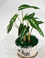 成都室内盆栽租赁品种