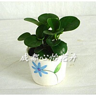 成都室内植物出租品种