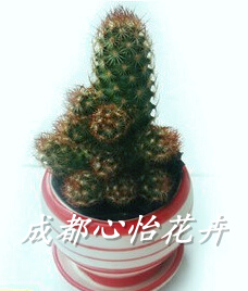 成都室内绿植出租品种