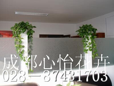 成都室内盆栽租摆品种