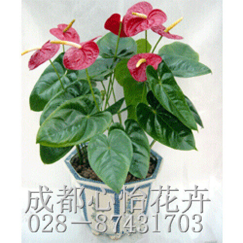 成都办公室租绿植品种