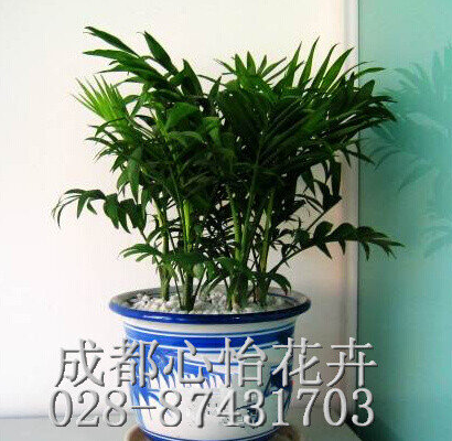 成都盆栽花卉租摆品种
