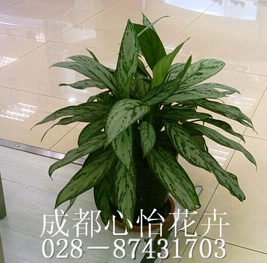 成都盆栽植物出租品种