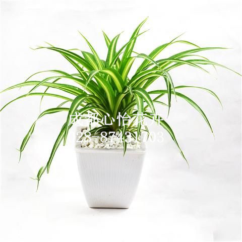 成都室内花卉租摆品种