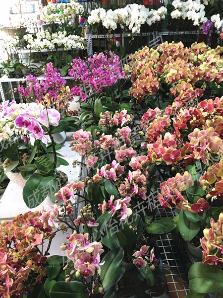 成都植物租摆成品