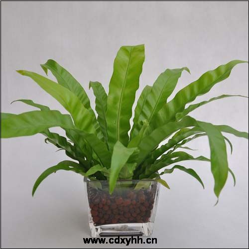 成都租植物品种