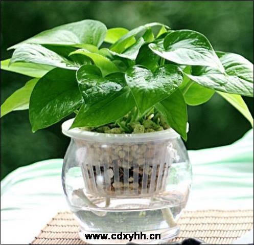成都租绿植品种