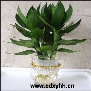 成都租植物品种