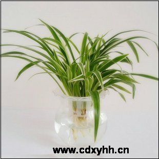 成都租绿植品种