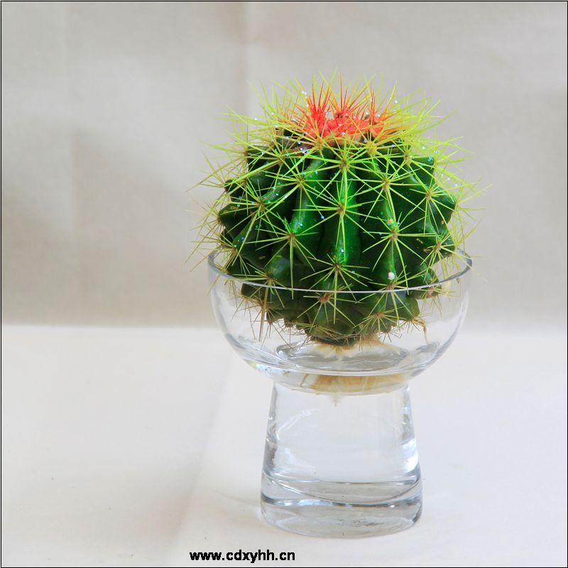 成都租绿植品种