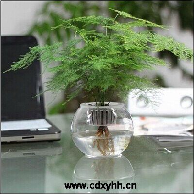 成都租盆栽品种
