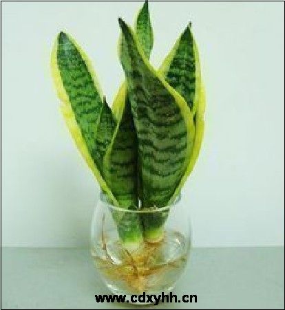 成都租植物品种