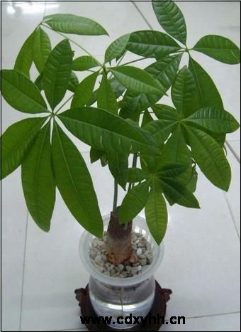 成都租绿植品种